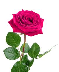 CCL - Art floral - composition de septembre 2021